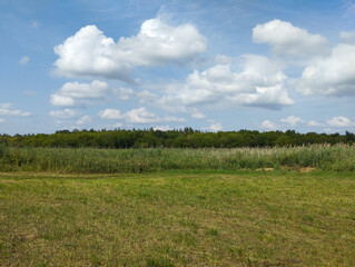Obraz premium A green field under a bright blue sky with large white clouds. A dense forest and tall reeds create a boundary between the meadow and the horizon, forming a scenic summer landscape.