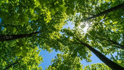 Fototapeta premium Lush forest canopy, sunlight through leaves