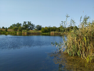 Dense reeds in the foreground sway in the wind, creating a natural frame for the tranquil river water. A line of trees and bushes is visible on the opposite bank, adding depth and completeness to this