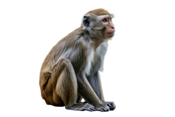 Fototapeta premium A thoughtful monkey sitting patiently isolated on transparent background