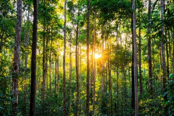 Obraz premium Sunlight filtering through dense tropical forest