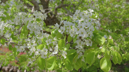 Bradford Pear Flowers