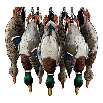 dead mallard duck hunting illustration logo vector image t shirt