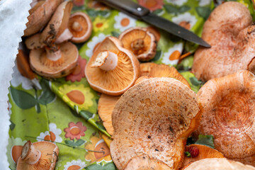 Basket with milk cap mushrooms (Lactarius deliciosus) during a day of gathering in the countryside