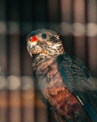 Colorful parrot close-up in a cage setting.