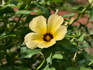 damiana flower in the morning 