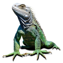 Isolated high-resolution image of iguana with detailed scales.