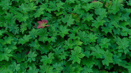 geranium leaves, top view.