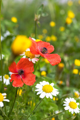 Beautiful summer composition of field poppies and daisies on a blurred green background with bokeh,