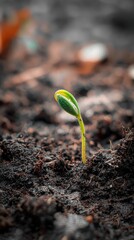 Close Up of a Delicate Green Sprout Emerging from Dark Soil