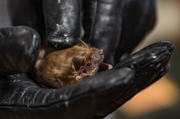 A bat held in a glove on a human hand.