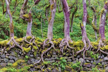 Moss-covered roots entwined around a stone wall, amongst trees