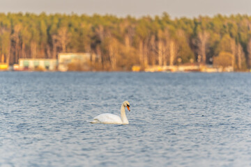 Graceful white Swan swimming in the lake, swans in the wild. Portrait of a white swan swimming on a lake.