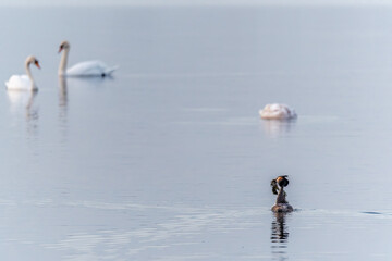 Mating games of two water birds Great Crested Grebes. Two waterfowl birds Great Crested Grebes swim in the lake with heart shaped silhouette