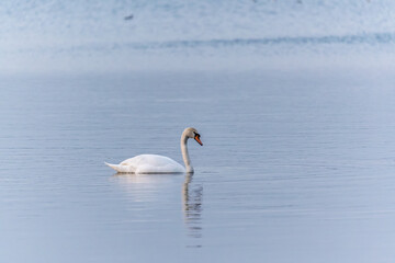 Graceful white Swan swimming in the lake, swans in the wild. Portrait of a white swan swimming on a lake.