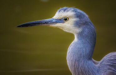 White-Faced Heron