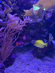 Clownfish and Yellow Tang Swimming in a Vibrant Coral Reef Aquarium