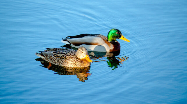 duck in the water - Powered by Adobe