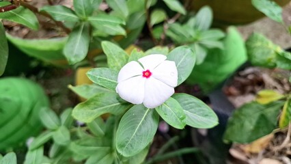 White Rose Periwinkle (Catharanthus roseus) with water pearls on petals, tropical flower known for its ornamental beauty and use in natural herbal remedies and traditional medicine