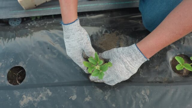 sunlit top down view of gardener in gloves planting strawberry seedling into black mulch bed by pressing soil around young roots, careful firming soil to ensure proper contact and growth
