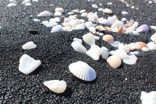 Black sand beach with scattered seashells (2)