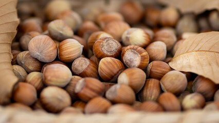 Basket filled with freshly picked hazelnuts showing green shades, ready for drying, accompanied by dried leaves from the tree. Rustic and natural agricultural scene.