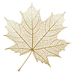 maple leaf isolated on white, Vector skeletonized leaf of a tree on a black background.
