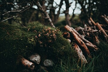 Moss-covered stone wall with dry branches