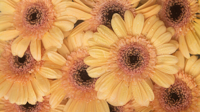 Fototapeta wallpaper of close up of yellow orange germini flowers in seamless background