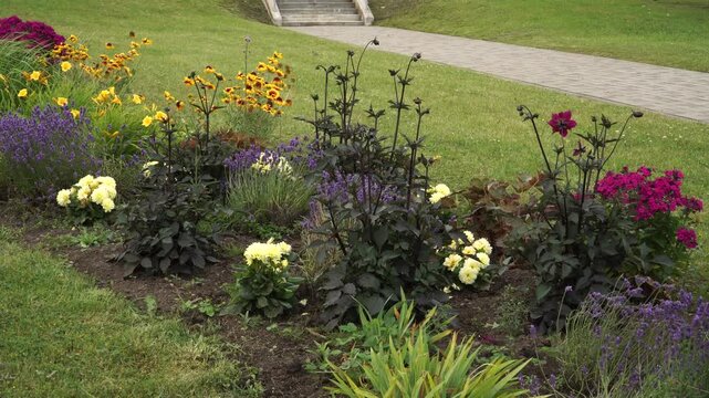 A beautiful summer park garden scene featuring a flower bed filled with colorful blooming plants like dark-leaved dahlias, yellow blanket flowers, and purple English lavender.