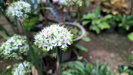 Allium Nigrum Blooming White Flowers, Black Garlic Broadleaf Leek Garden Plant Close-up in Natural Light