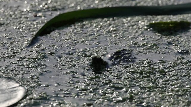 baby snapping turtle swimming in pond full of algae lily pad leaves looking for food tiny head bobbing above water reptile in lake aquatic life prospect park brooklyn new york city small