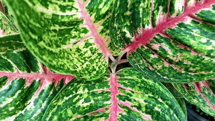 Colorful ornamental leaves of indoor plants with striking pink, white, and green patterns