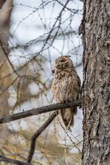 Long-eared owl (Asio otus), looking forward with wide opened eyes