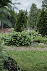 Obraz premium moss covered stone