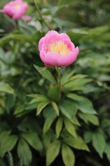 pink rose in the garden