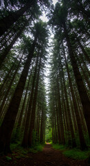 Obraz premium Path of Pines: a view from ground up, looking upward a path winds through a tall forest of towering pine trees creating a scenic, awe-inspiring view and inviting a journey into nature's embrace.