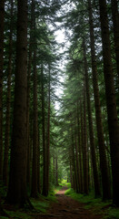 Fototapeta premium Forest Trail: An evocative path winds through a towering forest of ancient trees, inviting exploration and discovery, the canopy provides a tranquil, cathedral-like experience.