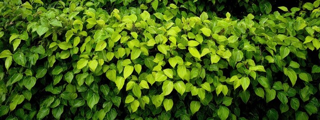 Lush green foliage, dense plant wall