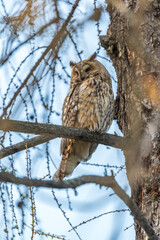 Long-eared owl (Asio otus), looking forward with wide opened eyes