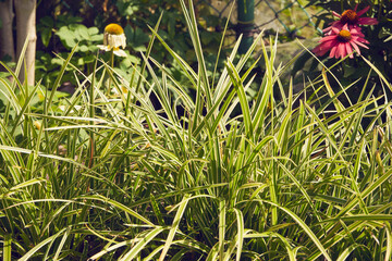 turzyca japońska, Carex morrowii, trawa ozdobna,ogród  © Marcin Łazarczyk