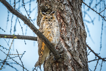 Long-eared owl (Asio otus), looking forward with wide opened eyes