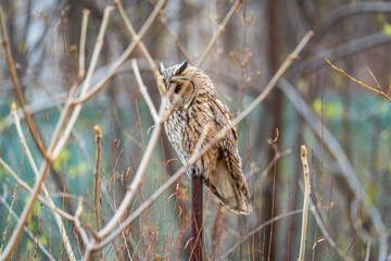 Long-eared owl (Asio otus), looking forward with wide opened eyes