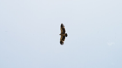 a large eagle soars in the sky. a wild bird of prey