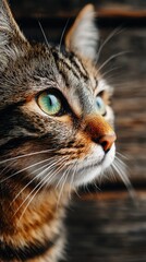 Obraz premium Close-up Portrait of a Beautiful Tabby Cat with Striking Green Eyes