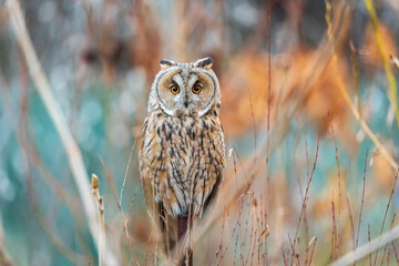 Long-eared owl (Asio otus), looking forward with wide opened eyes