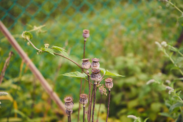Mak polny, Papaver rhoeas L.,makówki,mak,nasiona, ogród  © Marcin Łazarczyk
