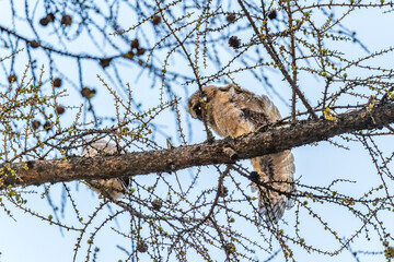 Long-eared owl owlet on a tree
