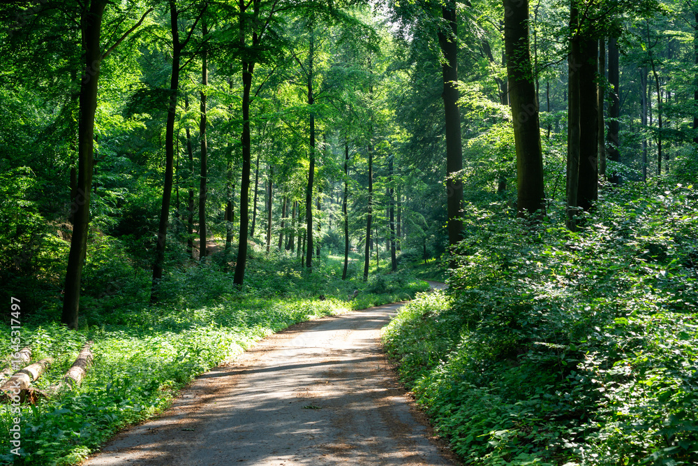 Poster a forest path with trees and bushes