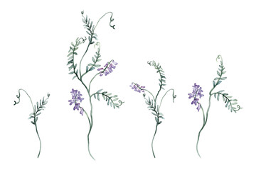 Watercolor set of beautiful Mouse Pea Flowers on a white background. Botanical illustration freehand drawing. Hand drawn illustration Fabaceae with pencil strokes. Purple meadow flowers.